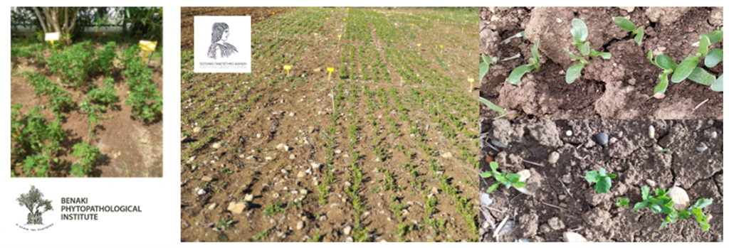 Photo of Orphan Legumes in multi-site field trials