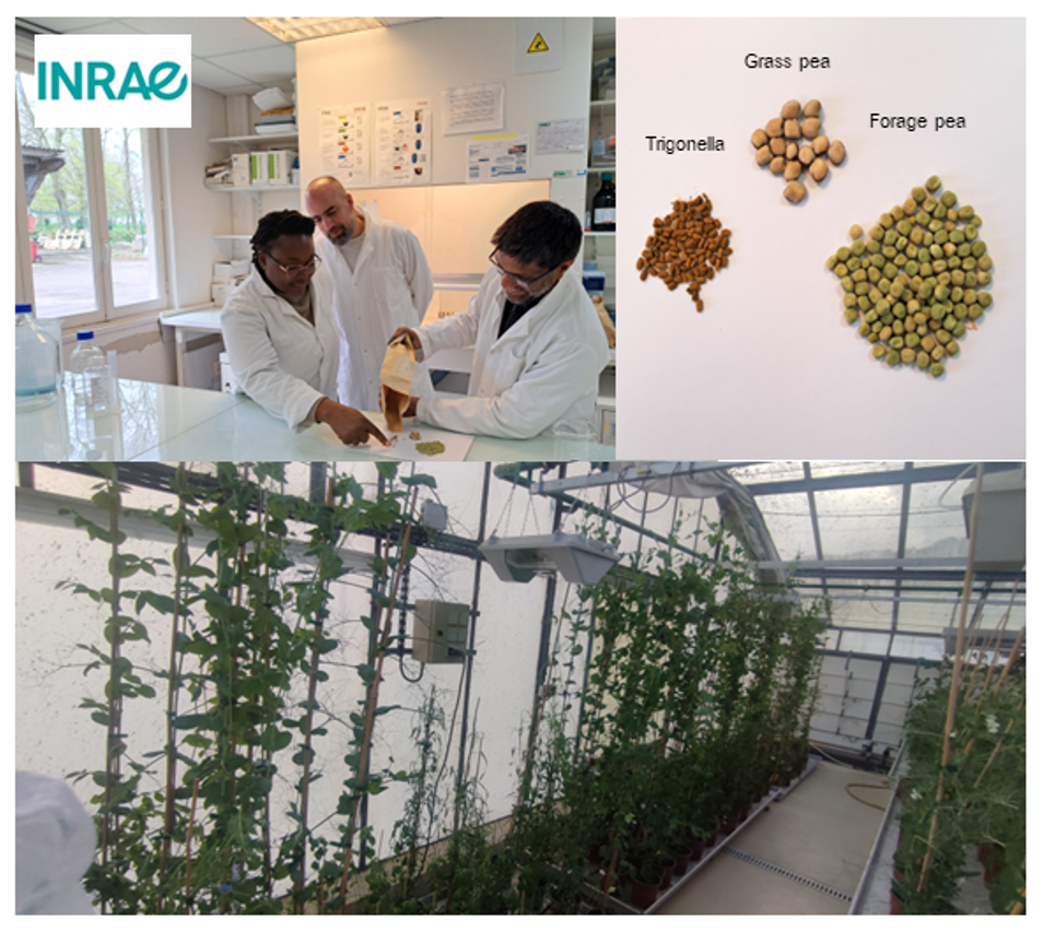 Orphan Legumes: The Greenhouse Trial at Inrae, France